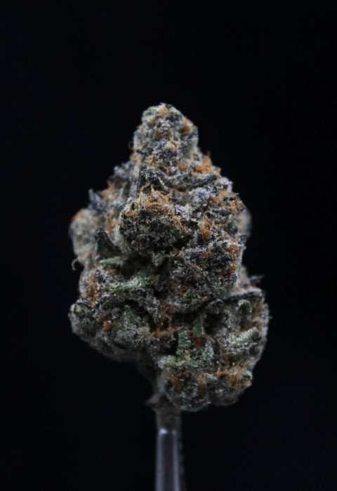 OGX Farms | Sunny D | Gold