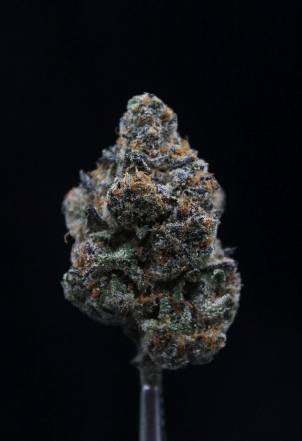 OGX Farms | Sunny D | Gold